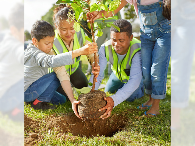 alt="Arbre planter"